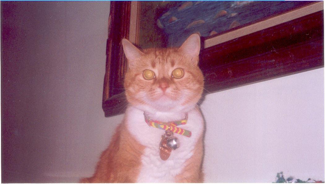 sandycloseup.jpg
